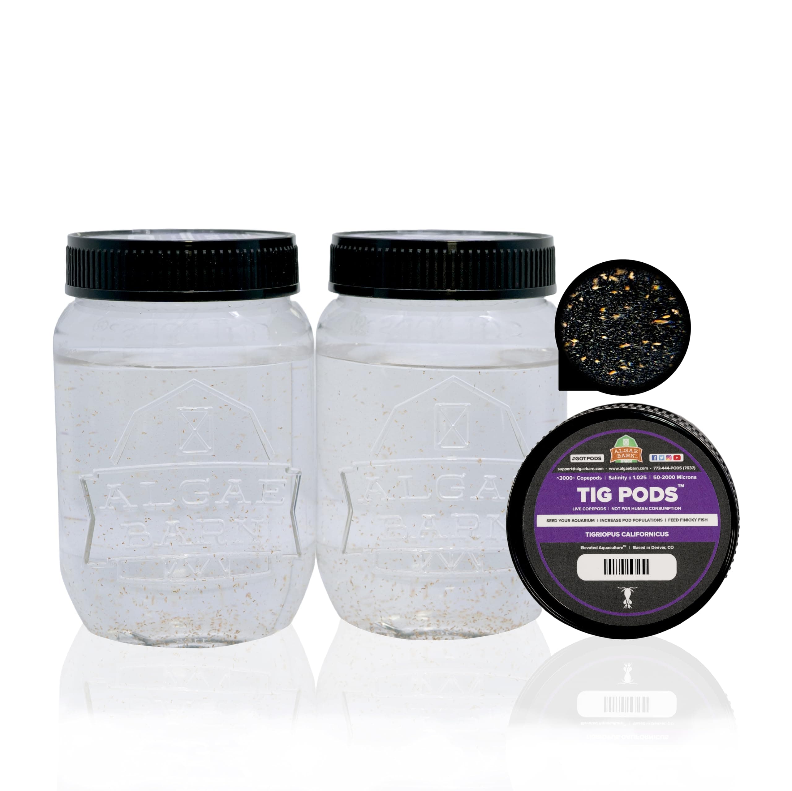 AlgaeBarn Live Copepods :: Tigriopus californicus Copepods :: Clean Your Tank :: Mandarin & Finicky Fish Food (6,000+ Pods)