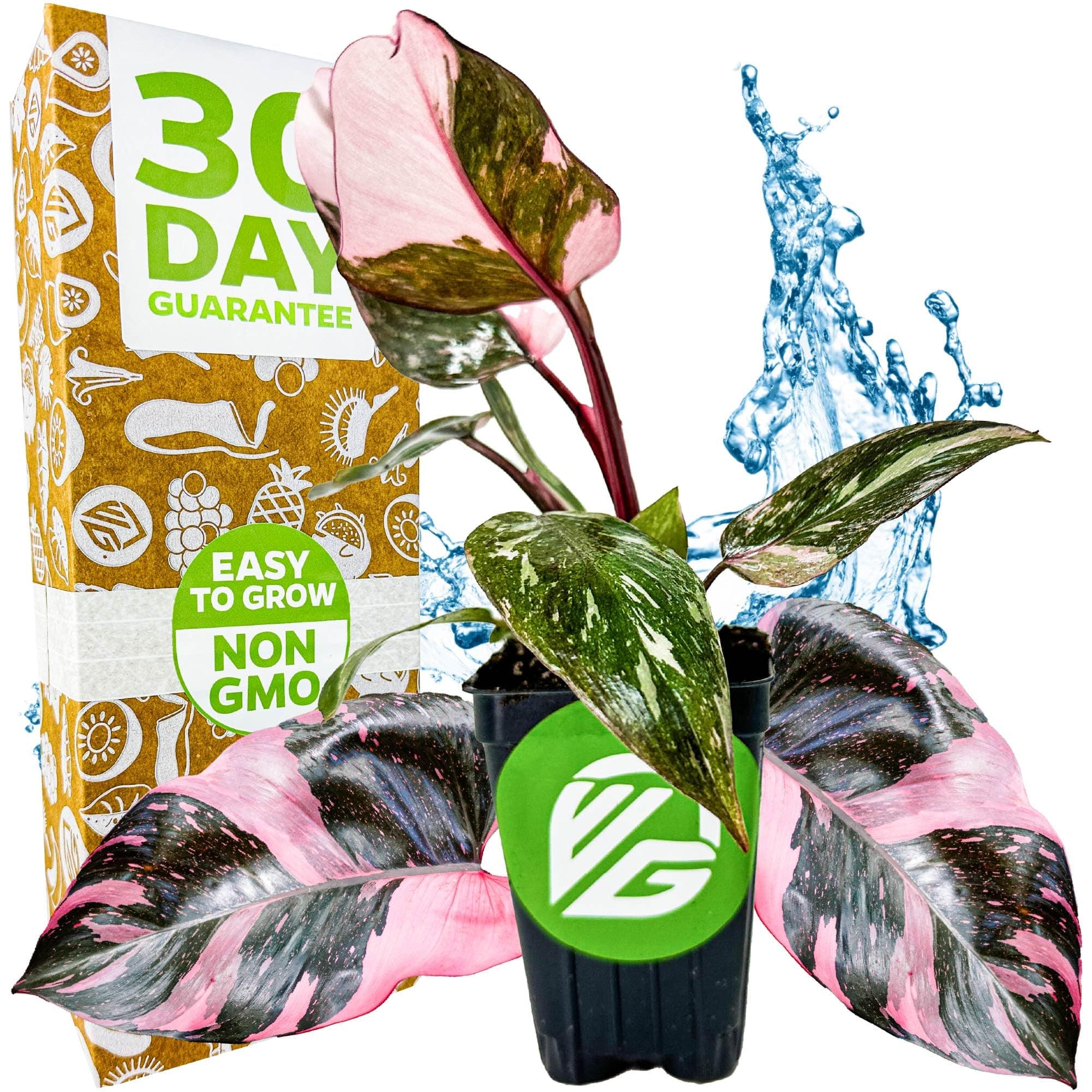 Marble Galaxy Philodendron - Philodendron erubescens by Wellspring Gardens - Variegated Starter Plant - Rare House Plants - Heart-Shaped Pink Plant for Indoor/Outdoor Use (1-Pack)