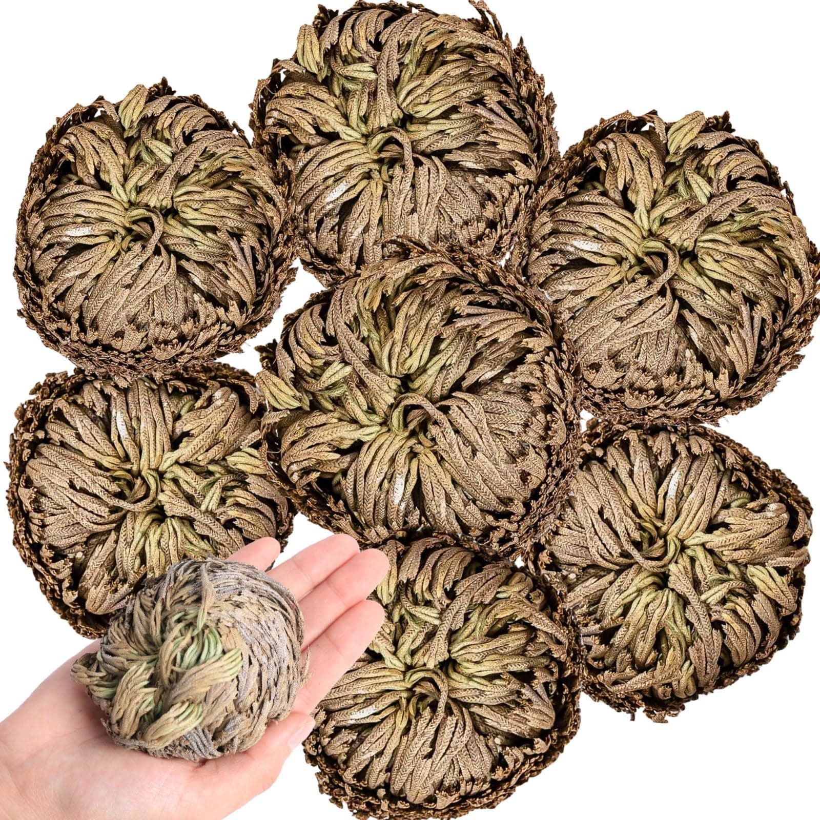 7 Pack Rose of Jericho Dried Plants - Rosa de Jerico Original, Dried Fern Like Scale Leaf Prayer Plants for Spiritual Purification, Home Decor