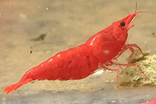 SHRIMPBROCO Shirmpbroco 1 Painted Fire Red Cherry Shrimp Live Freshwater Aquarium Shrimp .75 in-1 in