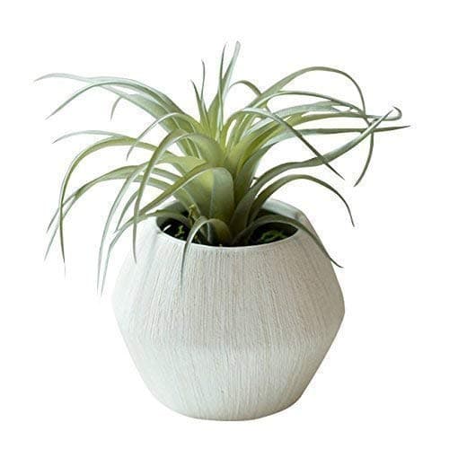 Small Faux Air Plant in Textured White Ceramic Planter - 6 x 6 Inches - Marmeda Decor Potted Artificial Tillandsia Plant in Etched, Lined Clay Pot - Global Modern Decor for Home or Office