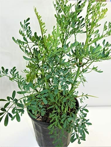 ruda/rue Full Plant with Root…