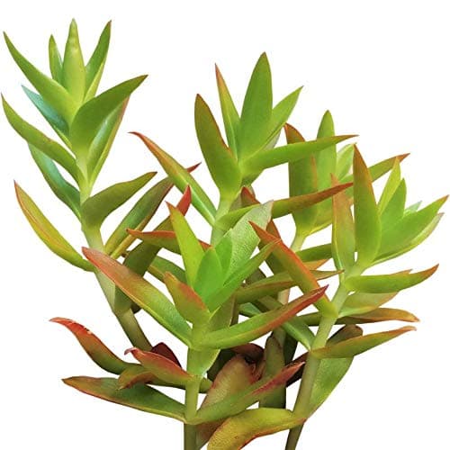 MAALI AGRO | Crassula Capitella ‘Campfire’ (Plants for Money) | Perennial/Succulent Live Plant | Indoor/Outdoor Garden | Pack of 1 Piece