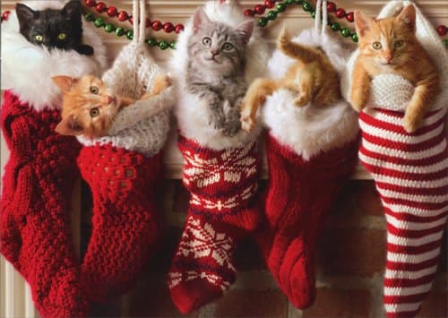 Kittens In Christmas Stocking - Avanti Cat Christmas Card