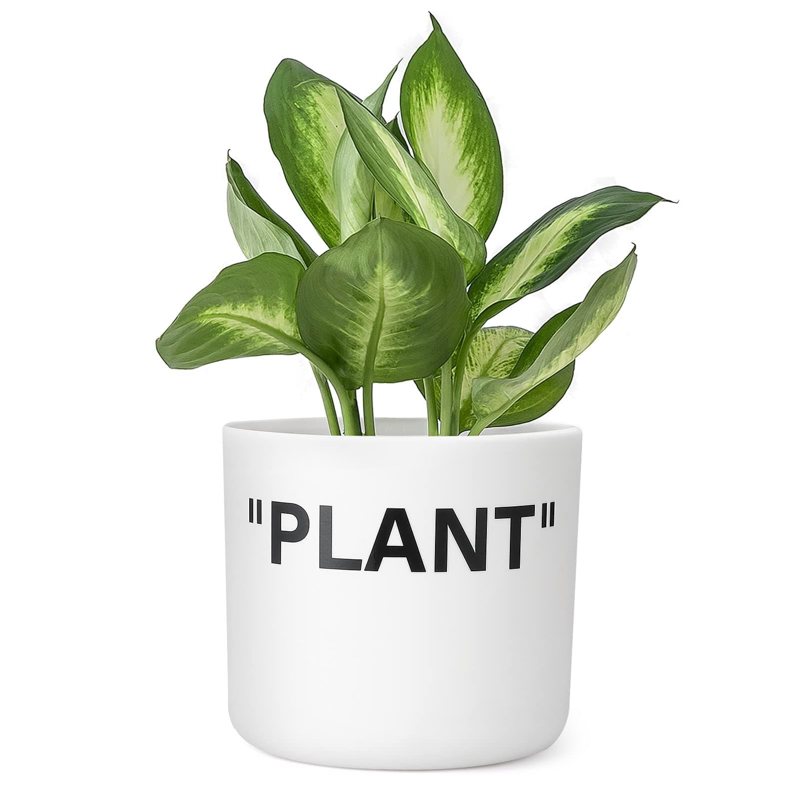 TwoDays ãªããã¯ã€ãã«ã€ã³ã¹ãã€ã¢ãããã¹ããŒã«ãŒãã©ã³ã¿ãŒ Hypebeastã«ãŒã ãã³ã¬ãŒã·ã§ã³ãå°ããª5ã€ã³ãã·ãªã³ããŒãã¯ã€ããã©ã¹ããã¯å±å
æ€æšé¢ãææ°Žç©Žå
èµãããæ€æšé¢ãã¹ããŒã«ãŒãããã®ããã