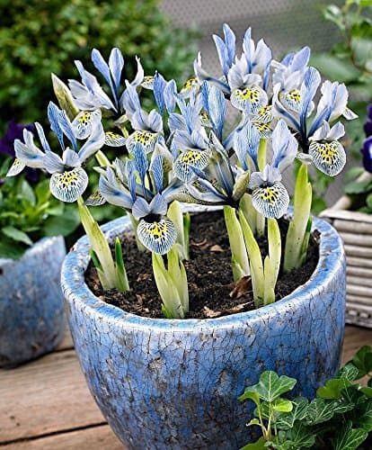25 Dwarf Iris, katherine hodgkin bulbs,early-blooming with beautifully patterned