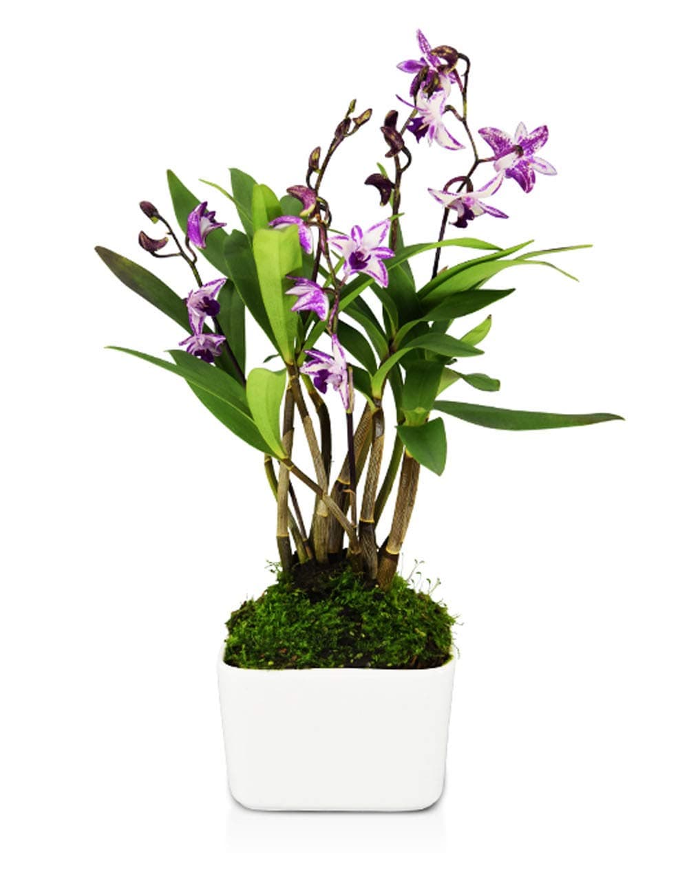 Fragrant Australian Dendrobium Live Orchids Plant in Ceramic Orchid Pot (Dendrobium Purple)