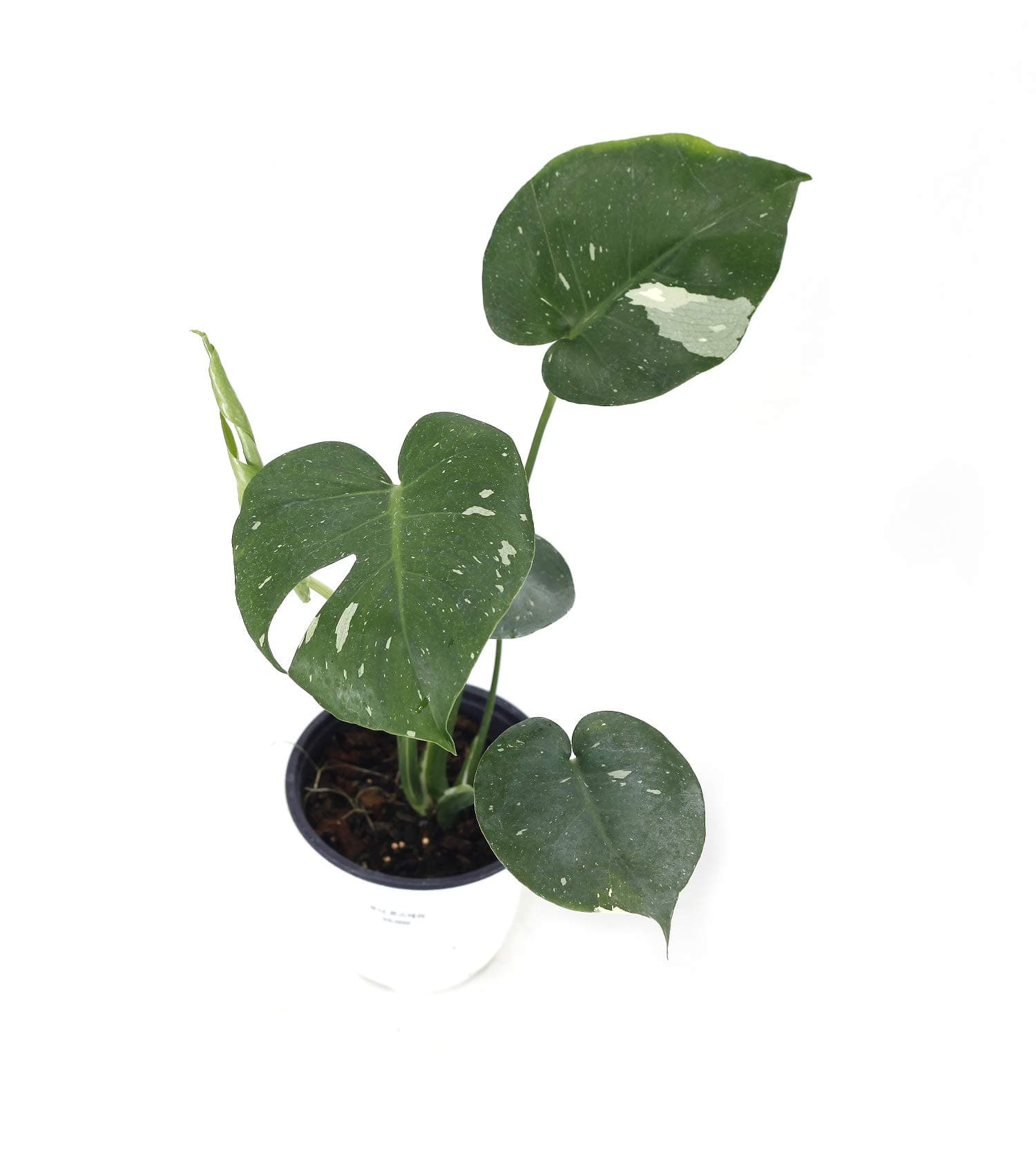 Monstera Deliciosa Variegated