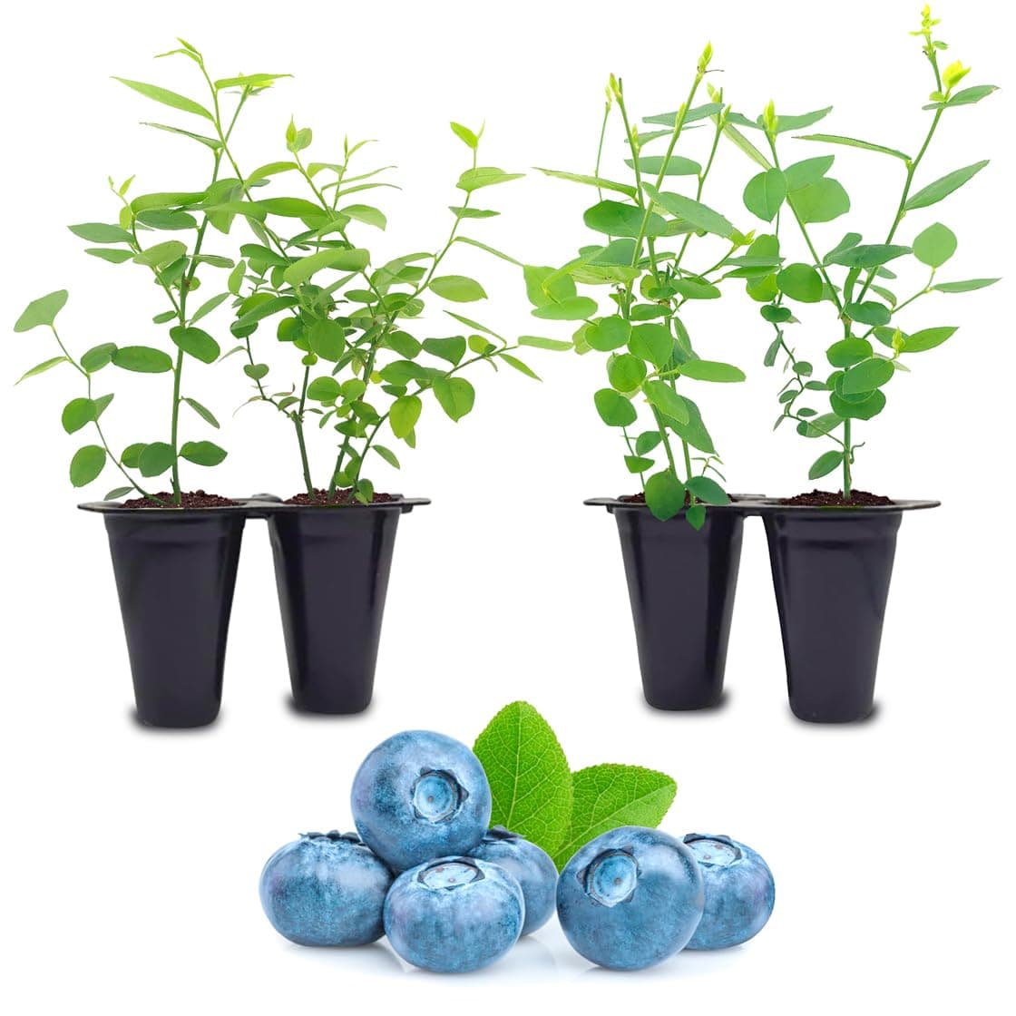 Blueberry Plant Biloxi Live for Sale (4 Pack) | Easy to Grow Plants | Edible Fruit Plant for Sustainable Living | Grow Your own Food on Your Edible Organic Garden| Live for Planting| No Seeds
