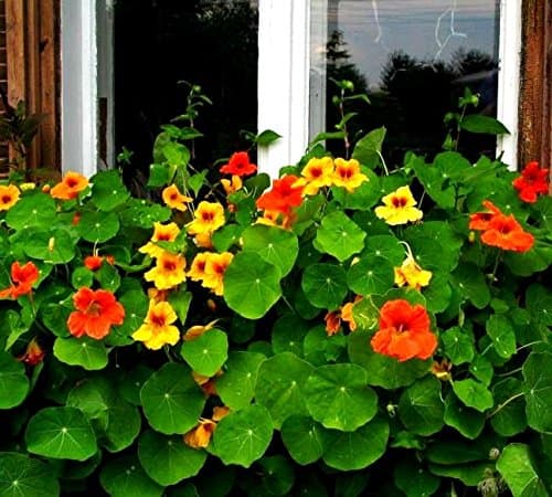 Garden Nasturtium Mix Seeds - Tropaeolum majus -