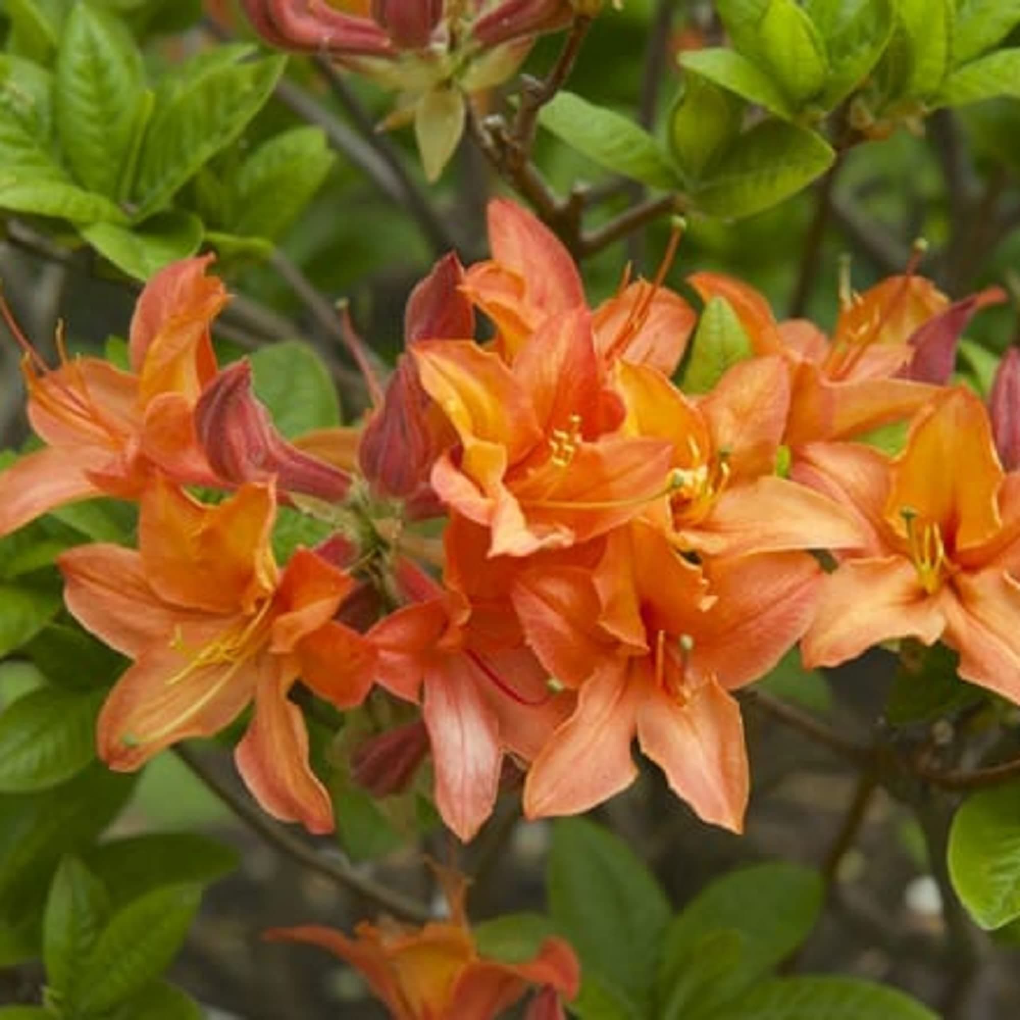 CHUXAY GARDENOrange Azalea Flower Seed 100 Seeds Long-Lived Shrub Attract Butterflies and Bees Wonderful Choice for Garden Makes Great Edging