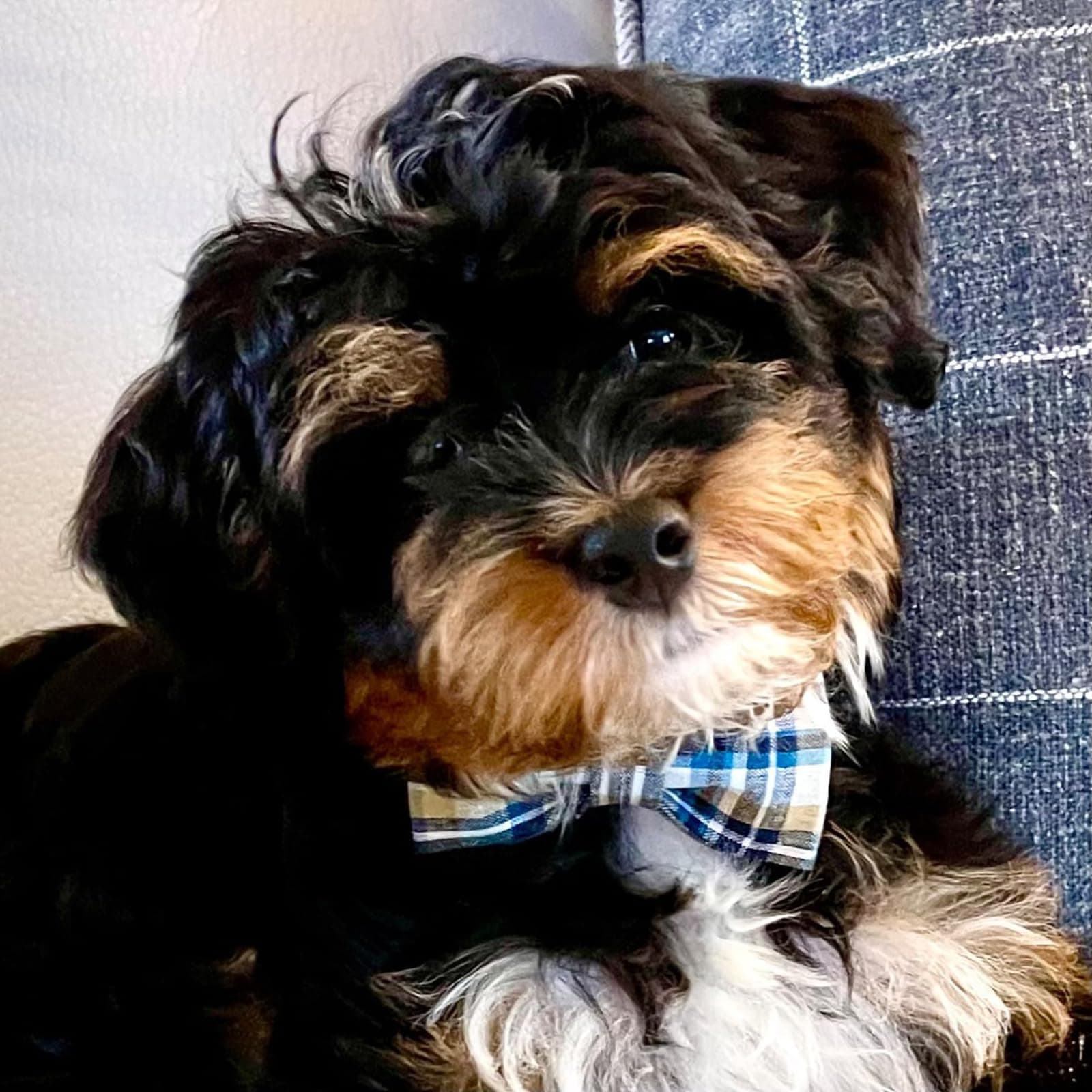 Lionet Paws Dog and Cat Collar with Bowtie Grid Collar Plastic Buckle Light Adjustable Collars for Small Medium Large Dogs