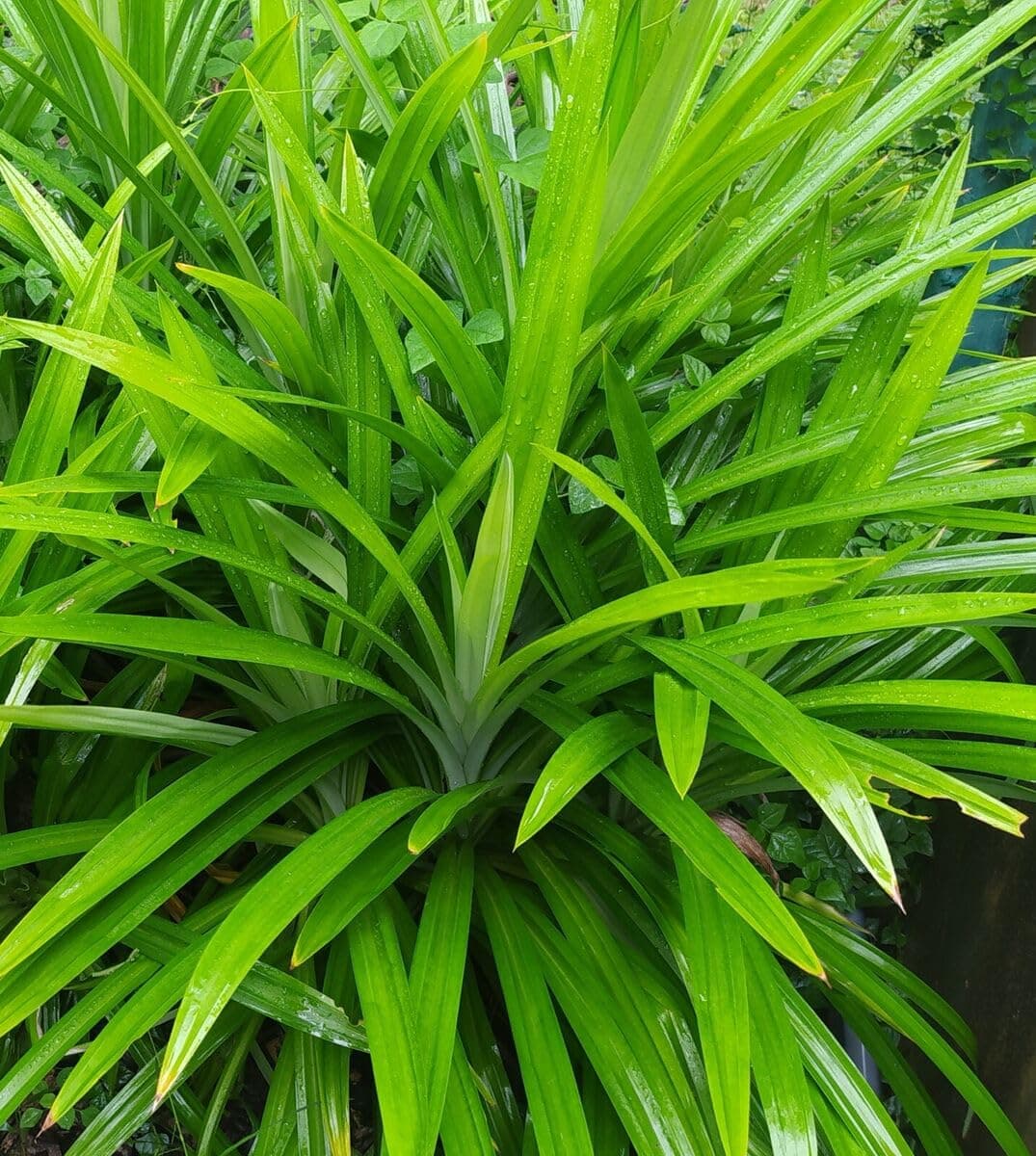 Pandan | Rambha | Biryani |Basmati Leaves (Pandanus Amaryllifolius) Plant