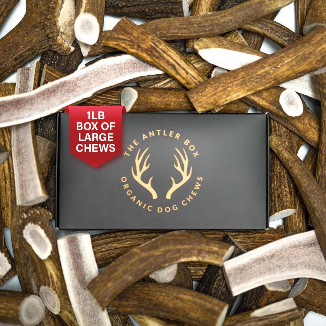 Premium Elk Antler Dog Chews (0.5kg Bulk Pack) - Whole and Split Antlers-Long Lasting Organic Chew Toys Supplied by Naturally Shed Antlers in The USA, Large