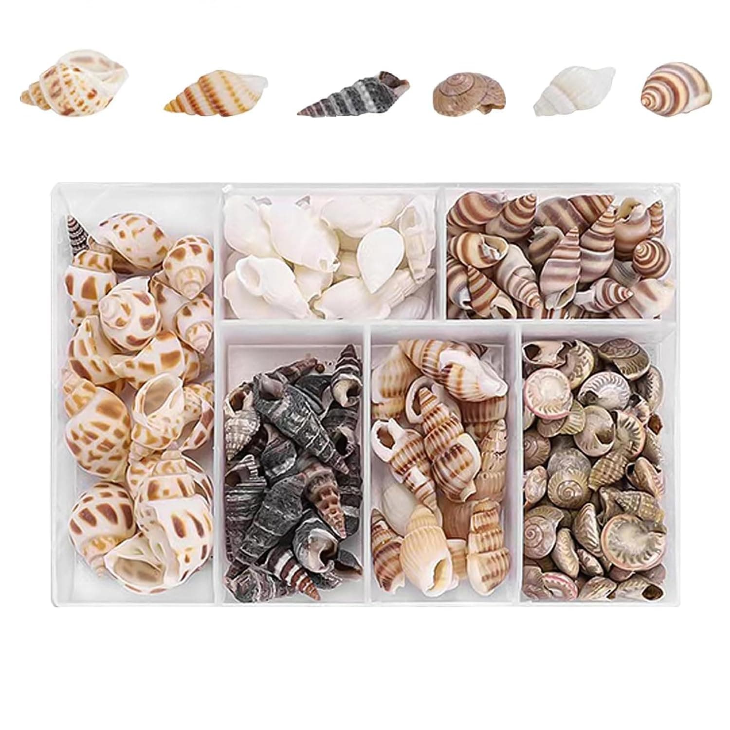 100 Piece Seashell Mix for Crafts & Decor, Natural Seashell Mix - Authentic Ocean Treasures for Crafts & Home Decor