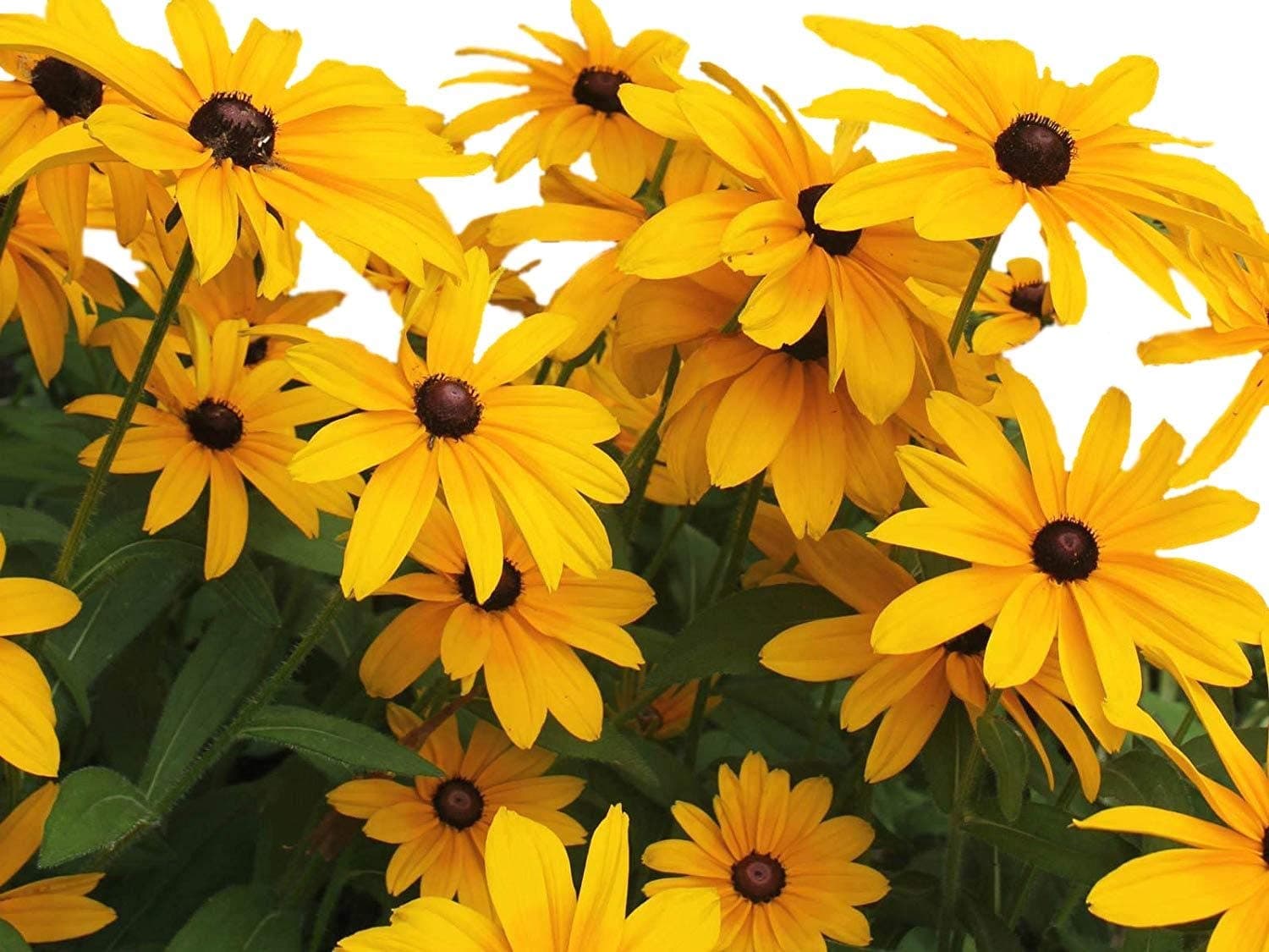 Black Eyed Susan Seeds - Rudbeckia Hirta - Attracts Butterflies 10,000 Seeds